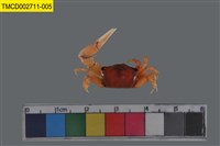 藏品(乳白南方招潮蟹)的圖片